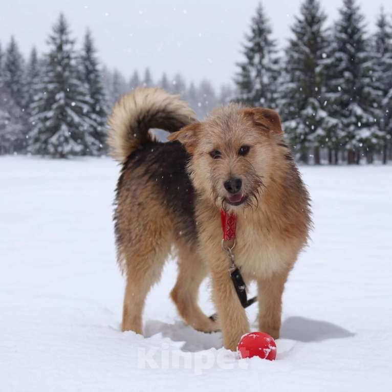Собаки в Москве: щенок Арчи в добрые руки Мальчик, Бесплатно - фото 2