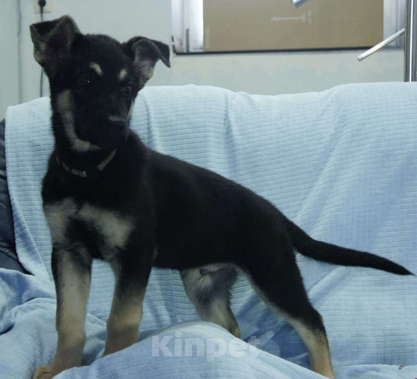 Собаки в Севастополе: щенок восточноевропейской овчарки, документы РКФ Мальчик, 60 000 руб. - фото 4