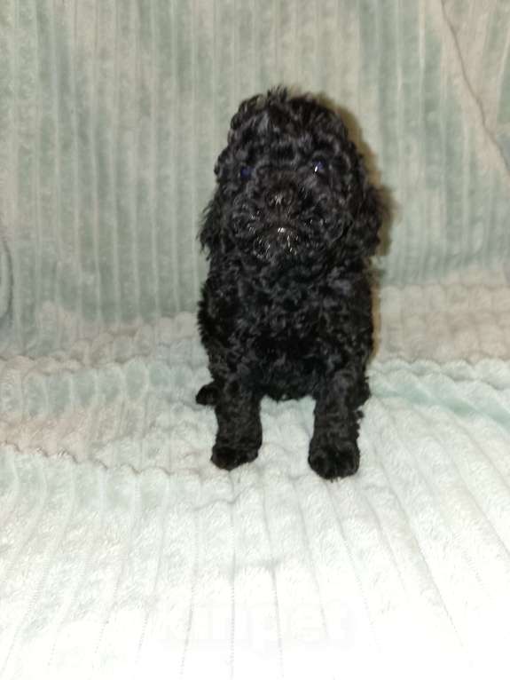 Собаки в Череповце: Щенки Той-пуделя Мальчик, 60 000 руб. - фото 3