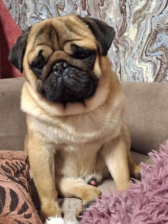 Собаки в Балаково: Вязка Мальчик, 7 000 руб. - фото 1