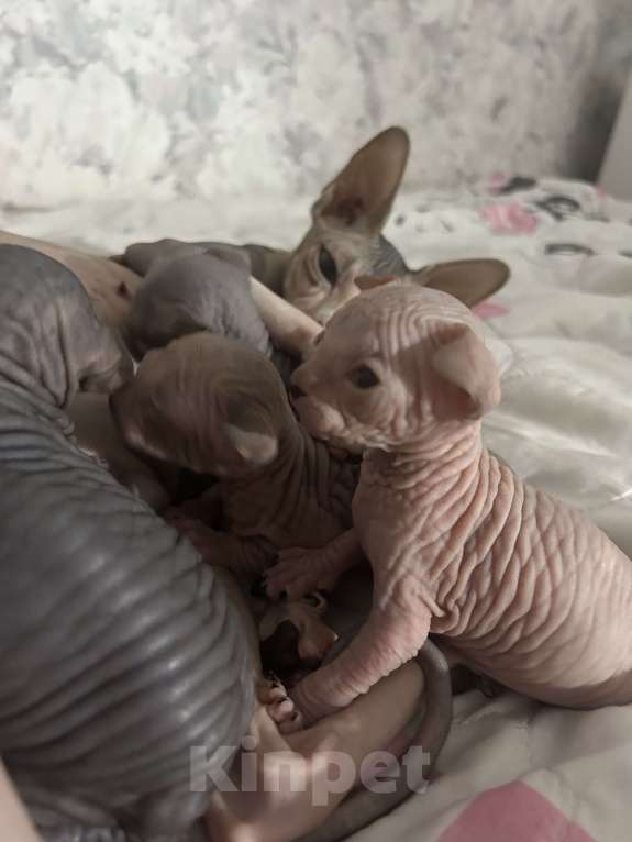 Кошки в Новопавловске: Котятки Девочка, 9 000 руб. - фото 1