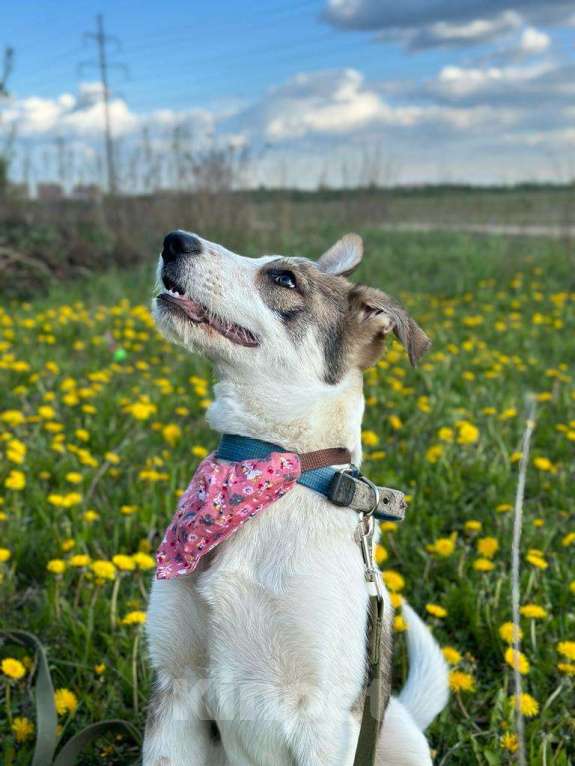 Собаки в Ивантеевке: Щенок ищет дом и своего человека Мальчик, Бесплатно - фото 5