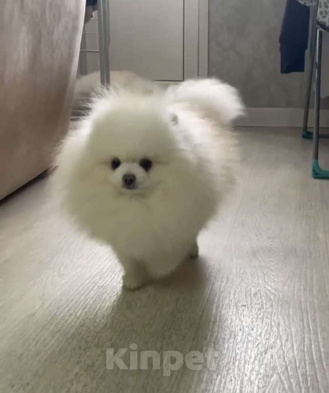 Собаки в Северске: Вязка мальчика с девочкой Мальчик, 7 000 руб. - фото 3