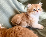 Кошки в Москве: Котики , котята  Мальчик, 30 000 руб. - фото 8