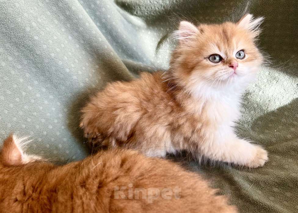 Кошки в Москве: Котики , котята  Мальчик, 30 000 руб. - фото 8