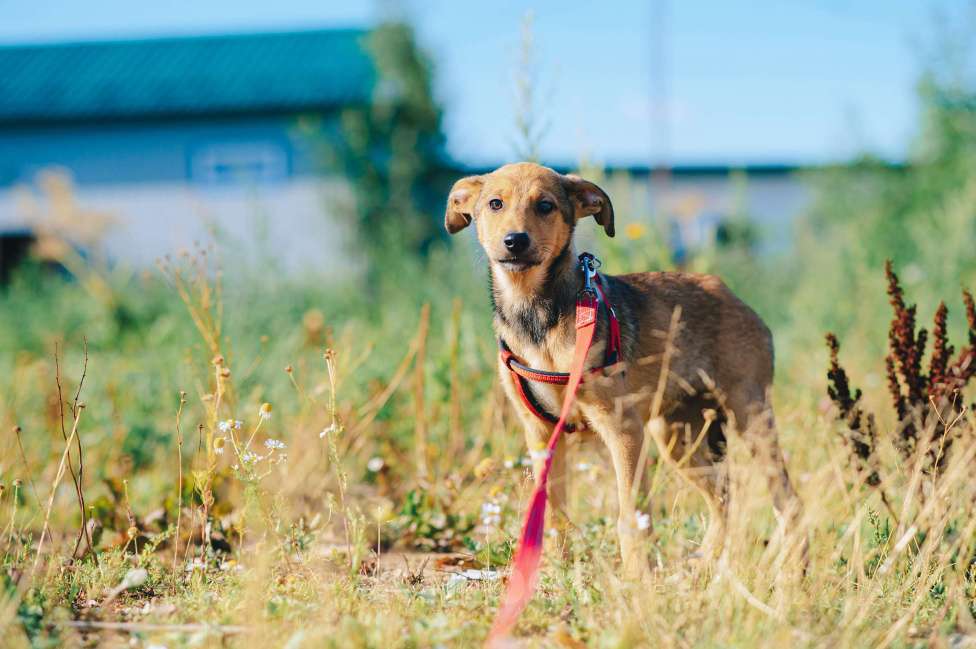 Собаки в Москве: Хурма Девочка, Бесплатно - фото 10