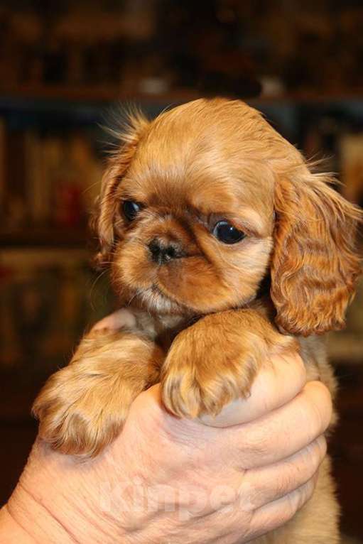 Собаки в Балашихе: мальчик черно-подпалый Мальчик, Бесплатно - фото 7