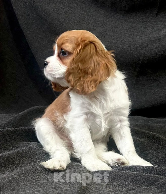 Собаки в Москве: Кавалер Кинг Чарльз спаниель 2 мес. Мальчик, 70 000 руб. - фото 2