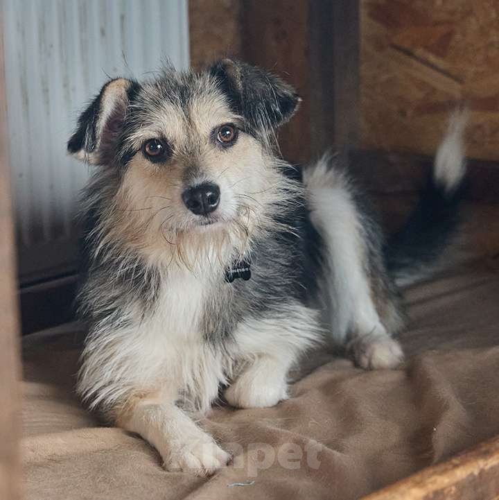 Собаки в Москве: Красотка Динка ищет семью Девочка, 10 руб. - фото 6