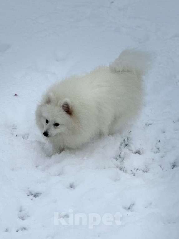 Собаки в Москве: Нинке Рыцарский Дух Из Воронцовского Дворца  Мальчик, 70 000 руб. - фото 5