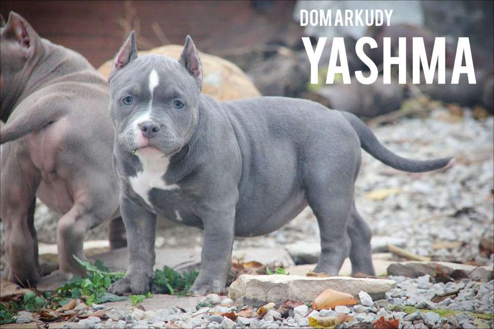 Собаки в Саратове: Американская булочка Девочка, 80 000 руб. - фото 1