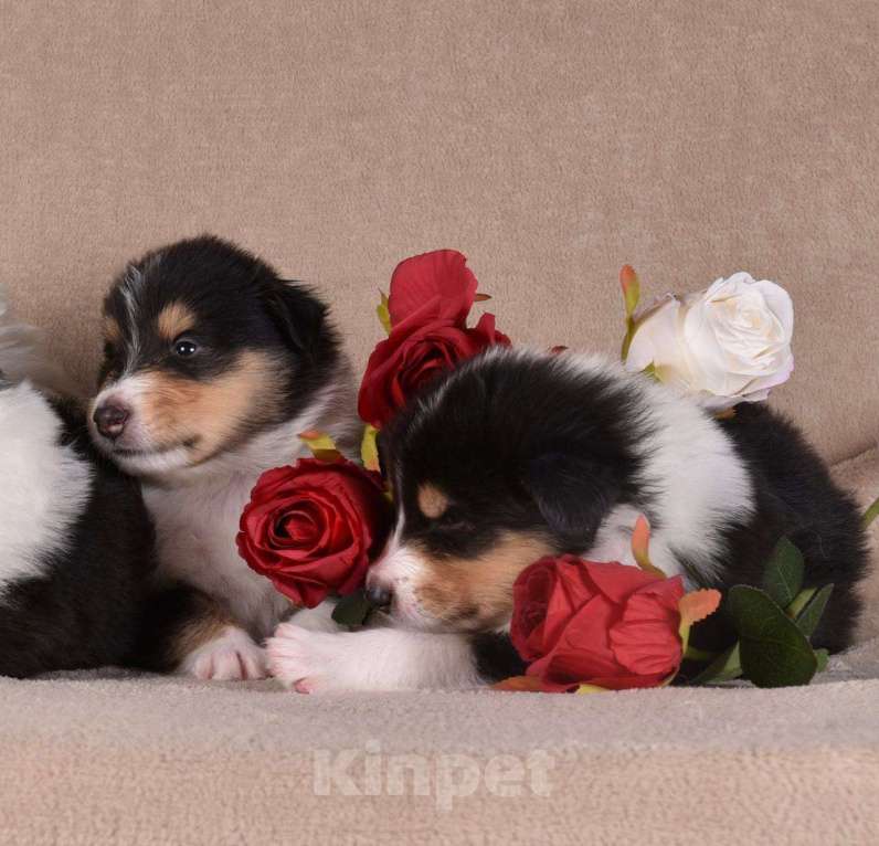 Собаки в Новосибирске: Щенки колли.высокопородные щенки колли.ДокументыРКФветпаспортОчень перспективные о Мальчик, 60 000 руб. - фото 8