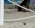 Собаки в Сочи: Добрый мальчик немецкой овчарки ищет себе новый дом!! Мальчик, Бесплатно - фото 1
