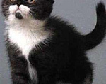 Кошки в Карачеве: Котёнок, 12 000 руб. - фото 1