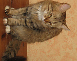 Кошки в Москве: Отдам кота Мальчик, Бесплатно - фото 2