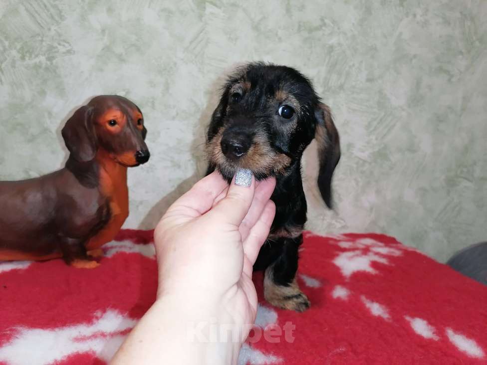 Собаки в Воронеже: Щенок таксы миниатюрной жесткошерстной   Девочка, 45 000 руб. - фото 3