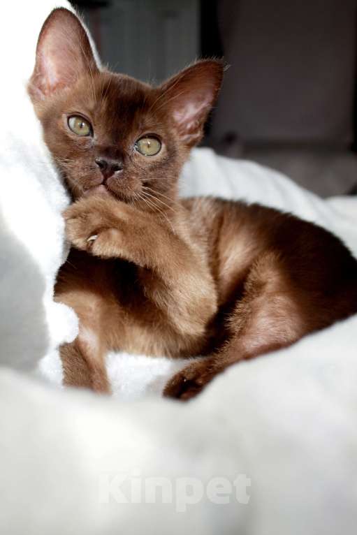 Кошки в Москве: Бурманский котенок мальчик с документами Мальчик, 32 999 руб. - фото 4