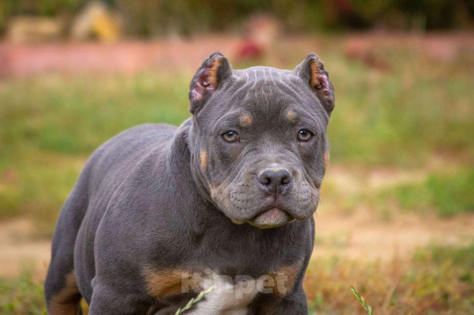Собаки в других городах Московской области: Американский булли  Мальчик, 160 000 руб. - фото 4