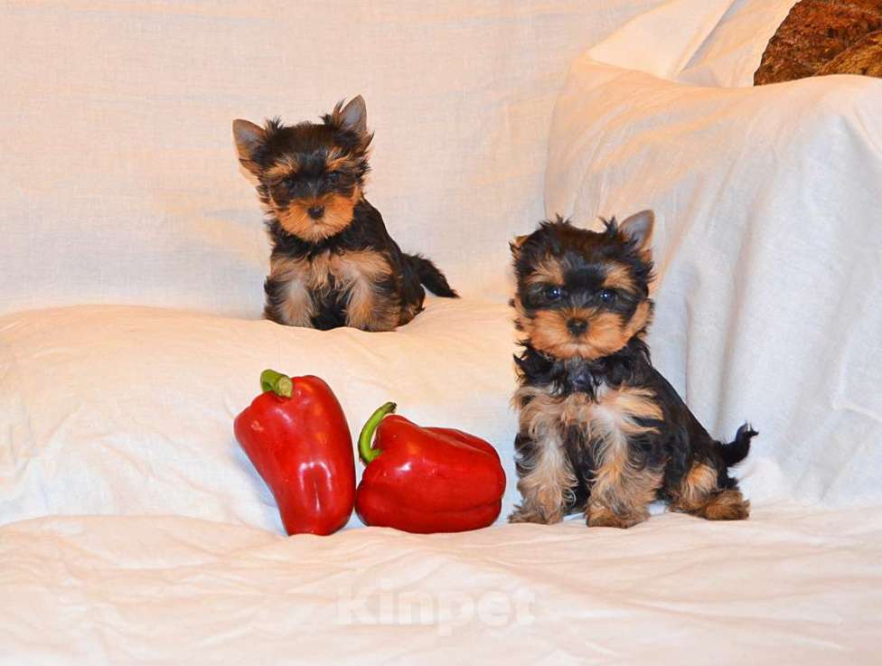 Собаки в Москве: Йоркширский терьер-маленькое чудо в ваш дом Девочка, 15 000 руб. - фото 6