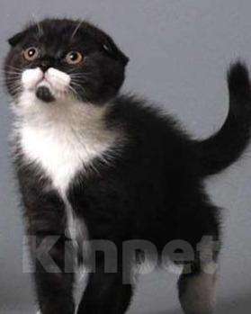 Кошки в Карачеве: Котёнок, 12 000 руб. - фото 1