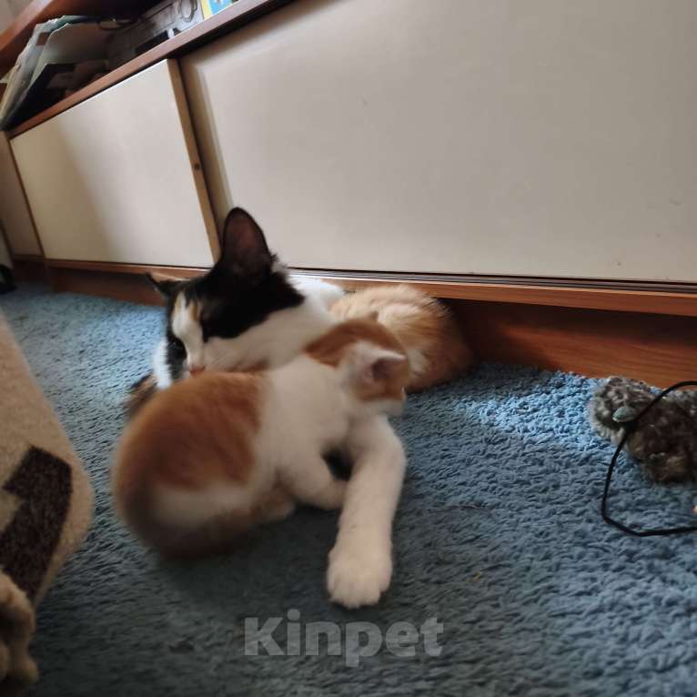Кошки в Санкт-Петербурге: Отдам котят в хорошие руки Мальчик, Бесплатно - фото 4