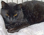Кошки в Мурином: Леди ищет свой дом! Девочка, Бесплатно - фото 2