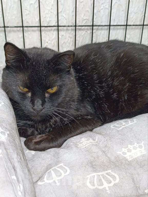 Кошки в Мурином: Леди ищет свой дом! Девочка, Бесплатно - фото 2