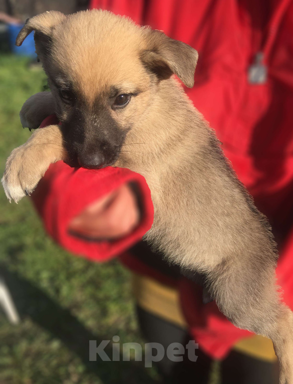 Собаки в Москве: Щенок восточноевропейской овчарки Девочка, 5 000 руб. - фото 2