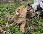Собаки в других городах Ленинградской области: Самые ласковые щенки-целовашки ищут дом Мальчик, Бесплатно - фото 3
