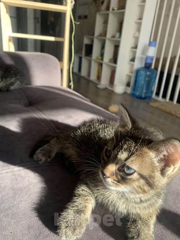 Кошки в Москве: Продам котенка редкой породы охос азулес Мальчик, 15 000 руб. - фото 4