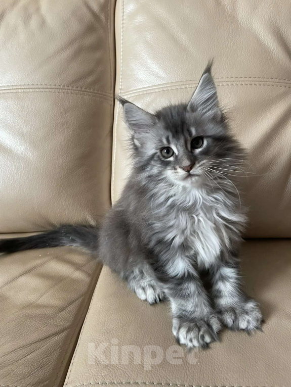 Кошки в Москве: Девочка полидакт Девочка, 40 000 руб. - фото 4