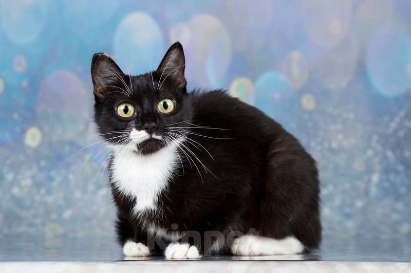 Кошки в Москве: Маркизная миниатюрная ласкуша Маруся в дар Девочка, 1 руб. - фото 3