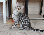 Кошки в Москве: Бенгальские котята серебро  Мальчик, Бесплатно - фото 8