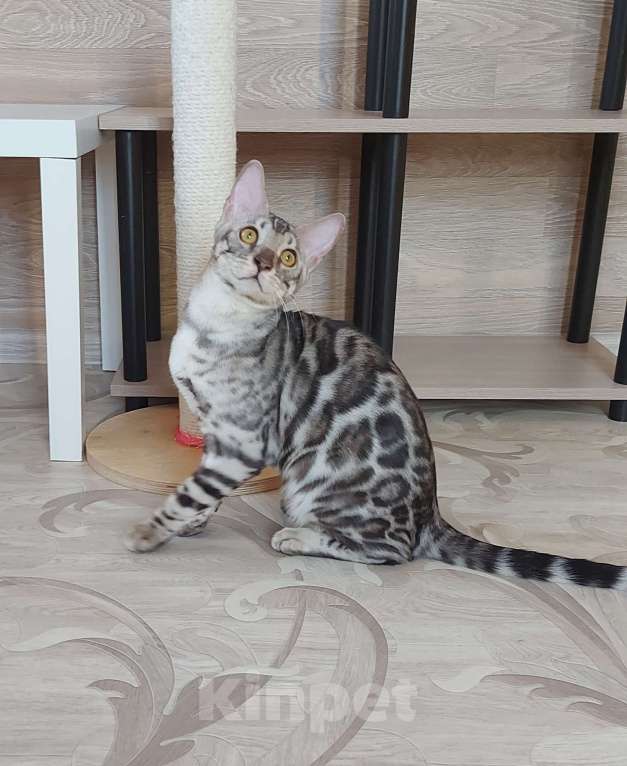 Кошки в Москве: Бенгальские котята серебро  Мальчик, Бесплатно - фото 8