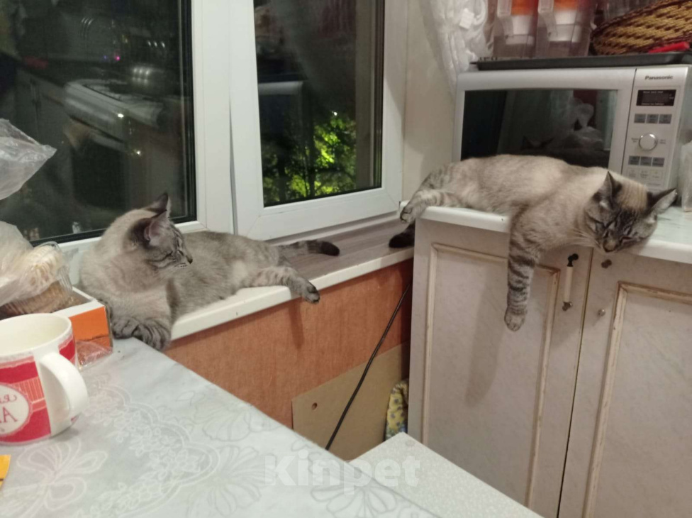 Кошки в Одинцово:  Котёнок Семён в добрые руки Мальчик, Бесплатно - фото 3