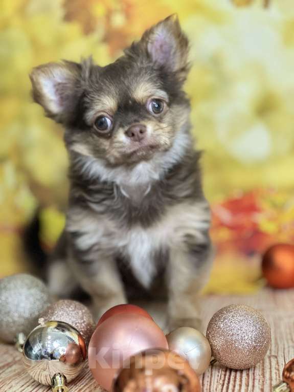 Собаки в Москве: Шикарная малышка чихуахуа Девочка, 60 000 руб. - фото 9