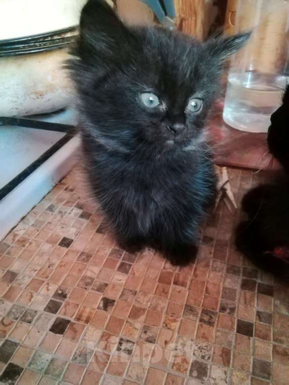 Кошки в Перми: Шотландские котята ,, Шоколадный дым,, Девочка, 1 000 руб. - фото 2