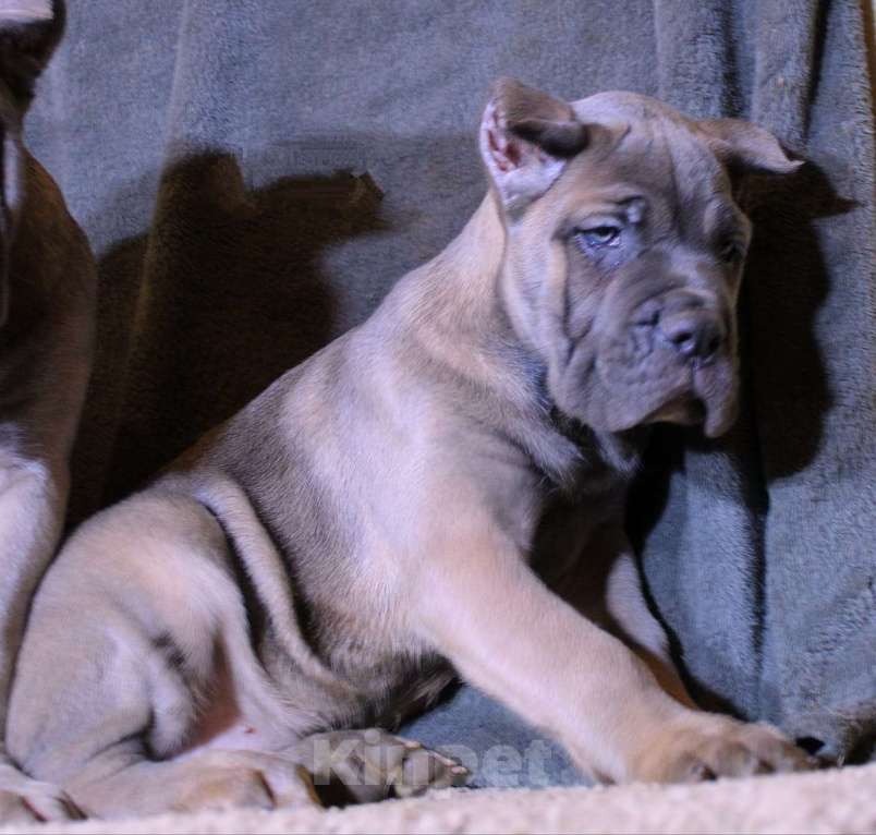 Собаки в Омске: Кане корсо щенки Мальчик, 70 000 руб. - фото 3