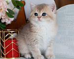 Кошки в Владивостоке: Котенок. Британская шиншилла Девочка, 80 000 руб. - фото 5