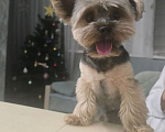 Собаки в Краснодаре: Прошу о помощи 🙏  Потерялась 🐕 собака йоркширский терьер Мальчик, 50 000 руб. - фото 2