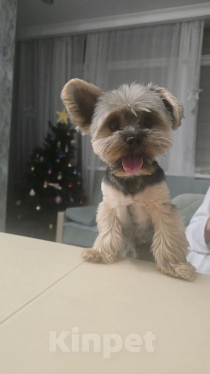 Собаки в Краснодаре: Прошу о помощи 🙏  Потерялась 🐕 собака йоркширский терьер Мальчик, 50 000 руб. - фото 2