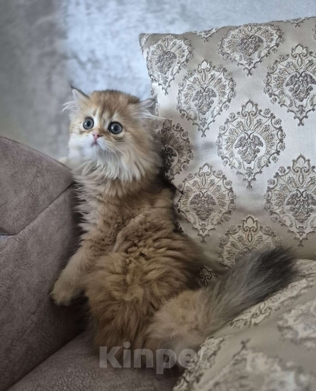 Кошки в Долгопрудном: Девочка Девочка, 100 000 руб. - фото 2