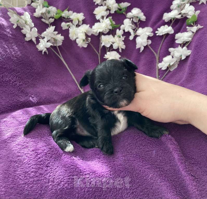 Собаки в Москве: Чёрный йорк мальчик Мальчик, 80 000 руб. - фото 7