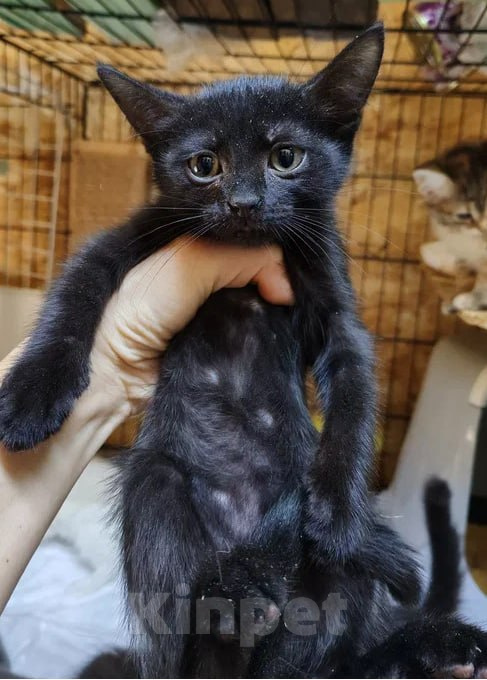 Кошки в Москве: Котенок девочка в добрые руки Девочка, Бесплатно - фото 1