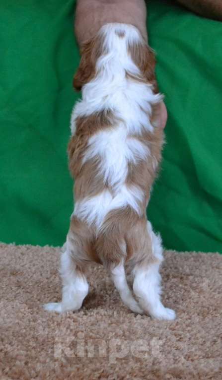 Собаки в Ореховом-Зуево: Джентльмен Мальчик, 80 000 руб. - фото 4