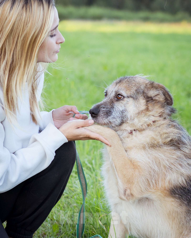 Собаки в Москве: Собака в поисках семьи! Мальчик, Бесплатно - фото 5