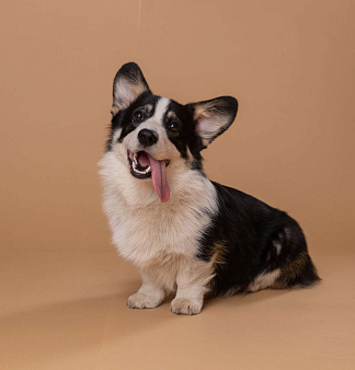 Щенки Вельш-корги пемброк