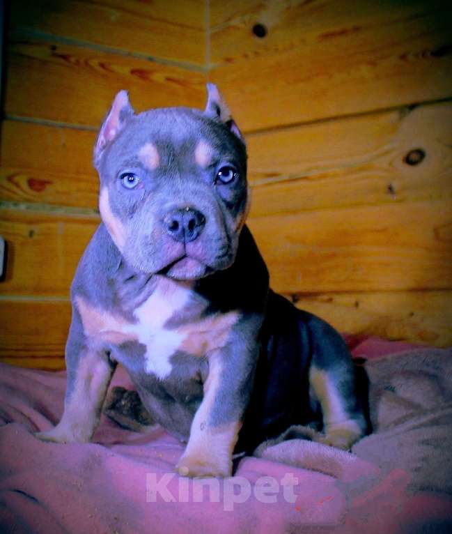 Собаки в Мурманске: Девочка - булли. Девочка, 90 000 руб. - фото 1