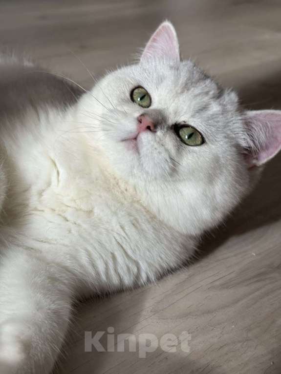 Кошки в других городах Московской области: Нежная и уютная кошечка Девочка, Бесплатно - фото 2