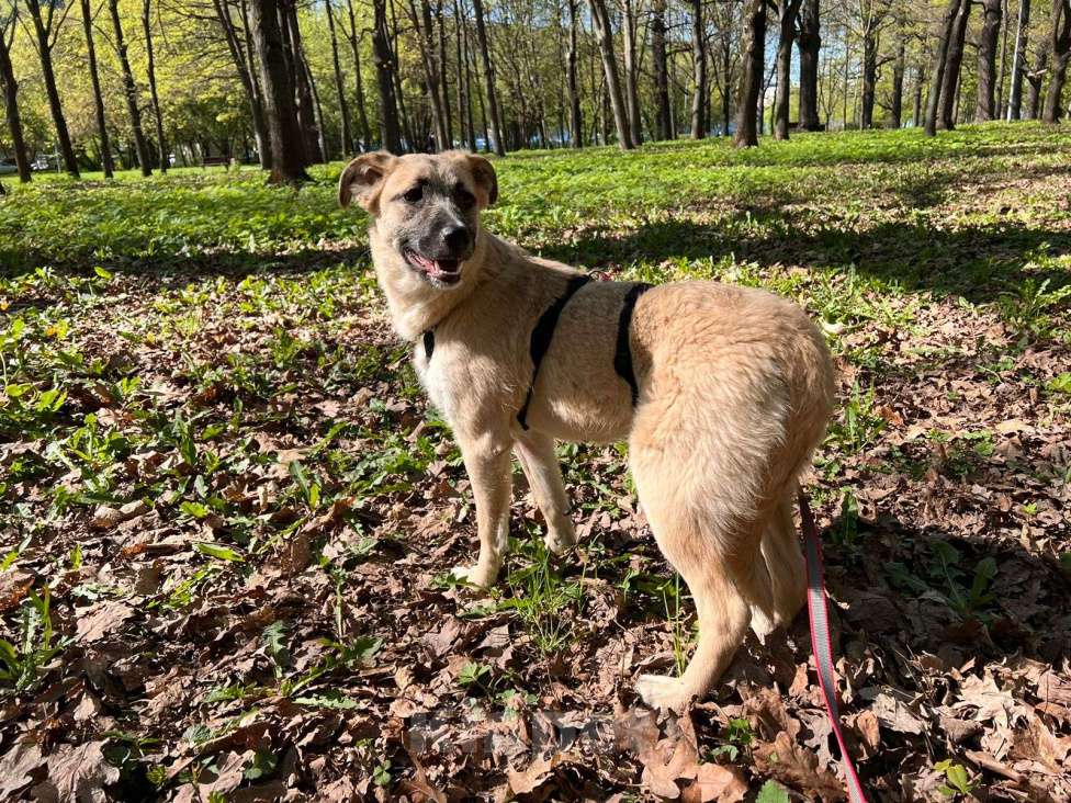 Собаки в Москве: Щенок Дейенерис ищет дом Девочка, Бесплатно - фото 5